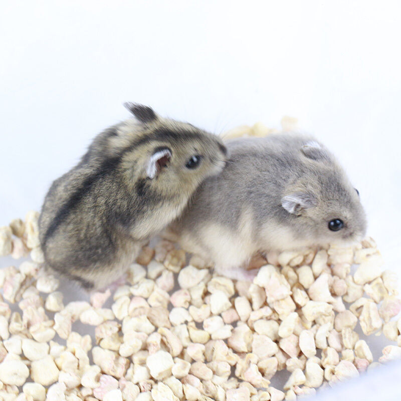 Wholesale of Live Artificially Raised Hamsters Mixed with Silver Fox, Pudding Hamsters, and Three-Striped Purple Hamsters, Small Pet Live Animals, Guaranteed Live Delivery