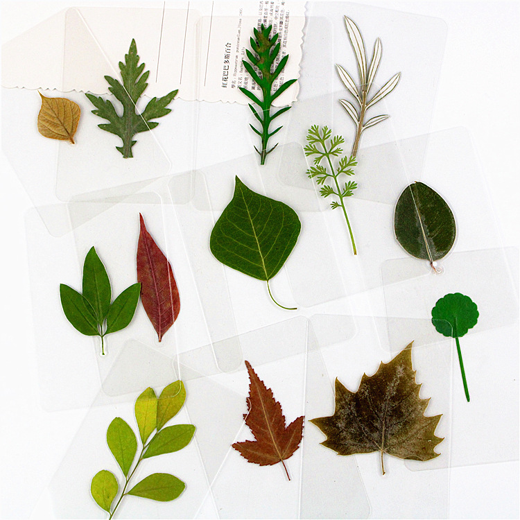 Пластиковая упаковка закладка для книг из сушеных цветов закладка из листа пластиковый образец растения закладка из листа закладка из гинкго