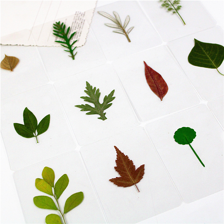 Plastic packaging dried flower bookmark leaf bookmark plastic plant specimen plastic bookmark leaf bookmark ginkgo leaf bookmark