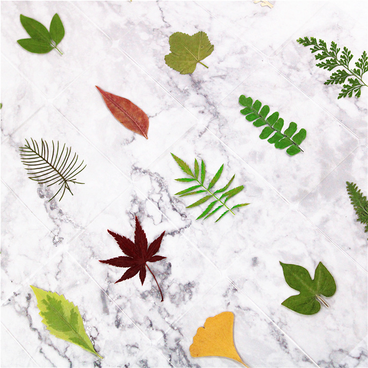 Plastic packaging dried flower bookmark leaf bookmark plastic plant specimen plastic bookmark leaf bookmark ginkgo leaf bookmark