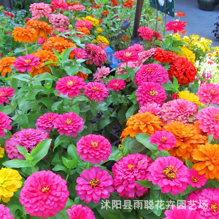 100-Day Grass Flower Seeds Are Easy to Sow in All Seasons, Step by Step Flower Seeds, Landscape Flower Sea, 100-Day Chrysanthemum Seeds