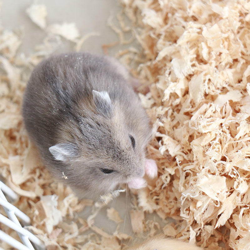 Hamster living breeding factory wholesale a large number of Zicang three-line Mini baby pet living things portable can be replaced