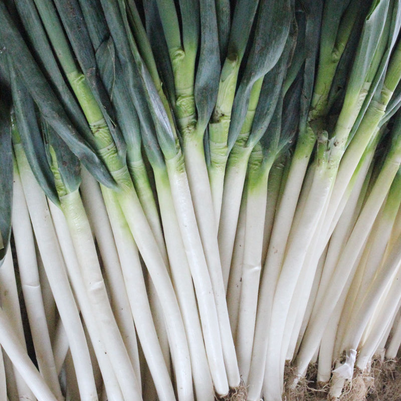 Free Shipping from Shandong to Your Location: Fresh Green Onions, Freshly Dug Green Onions for Pancakes, Fresh Green Onions