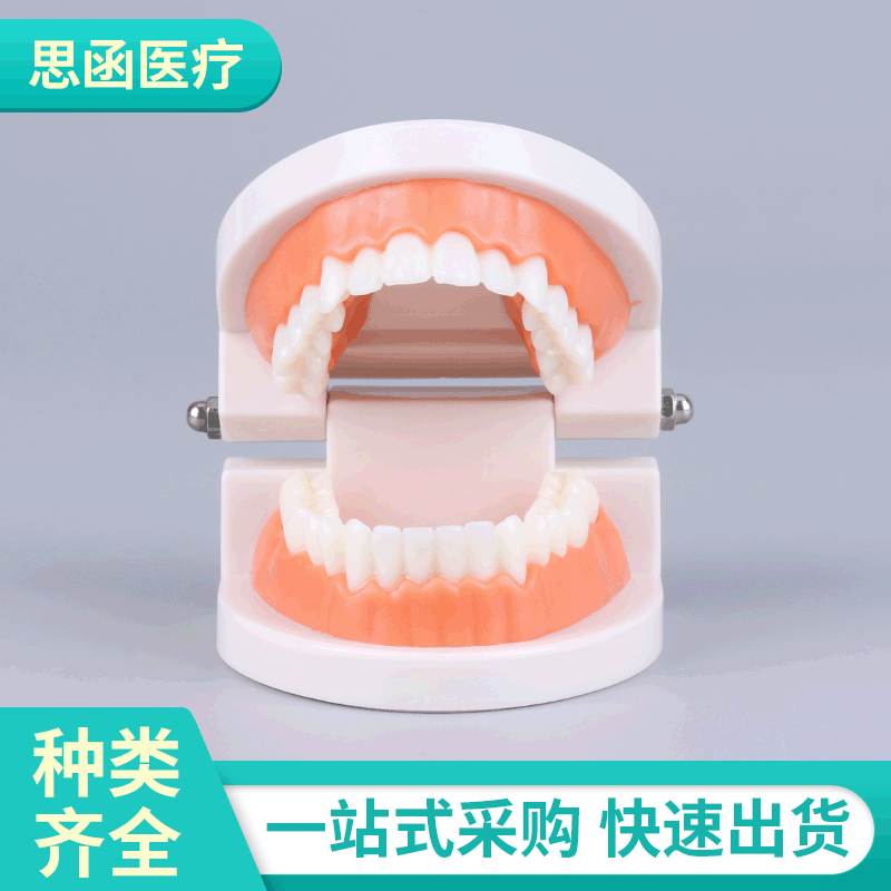 Дентальная модель для эстетической практики, маленькая модель для детского сада, модель для обучения чистке зубов, оральная модель