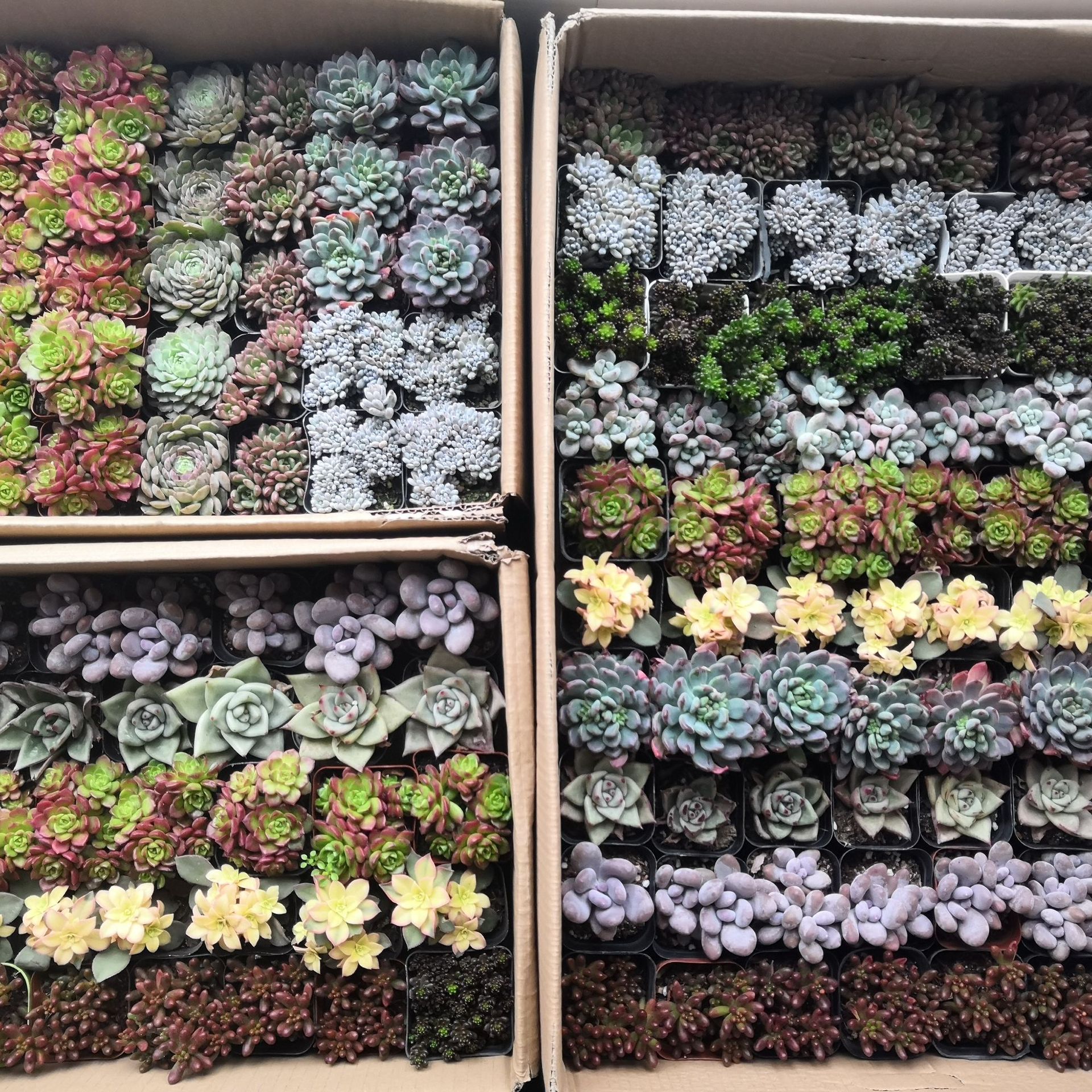 Succulent Plants Wholesale Whole Box Lcl Combination Potted Gardening Base Greenhouse Manufacturer Flower Green Plant Bonsai in Large Quantities