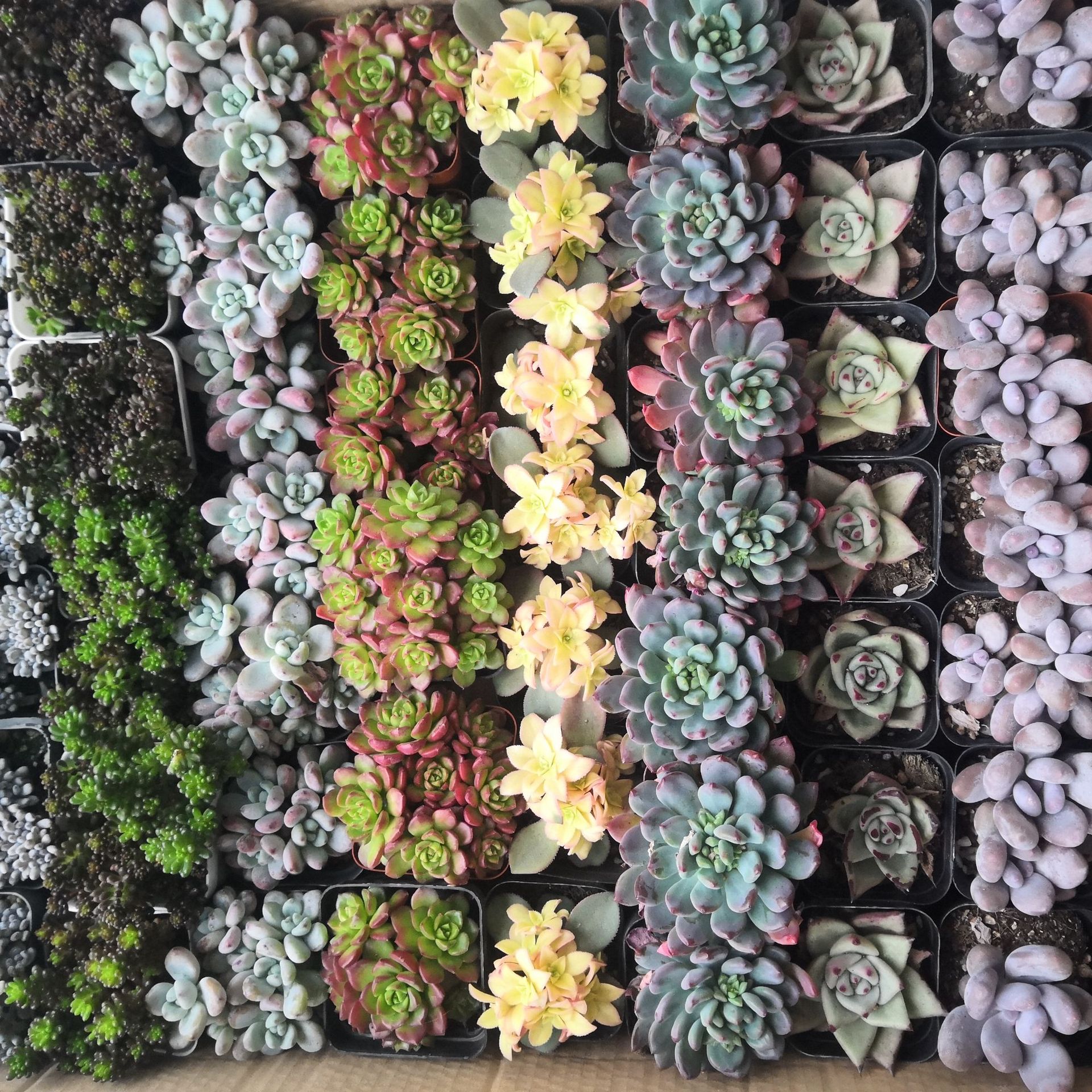 Succulent Plants Wholesale Whole Box Lcl Combination Potted Gardening Base Greenhouse Manufacturer Flower Green Plant Bonsai in Large Quantities
