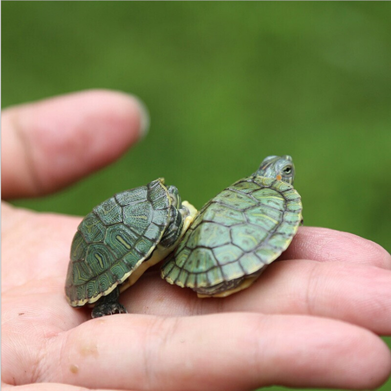 Living turtle small tortoise Brazilian tortoise seedlings small tortoise living creatures ornamental tortoise seedlings pet factory direct sales