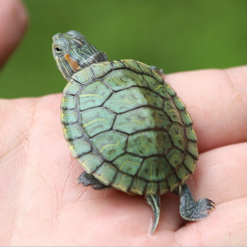 Living turtle small tortoise Brazilian tortoise seedlings small tortoise living creatures ornamental tortoise seedlings pet factory direct sales