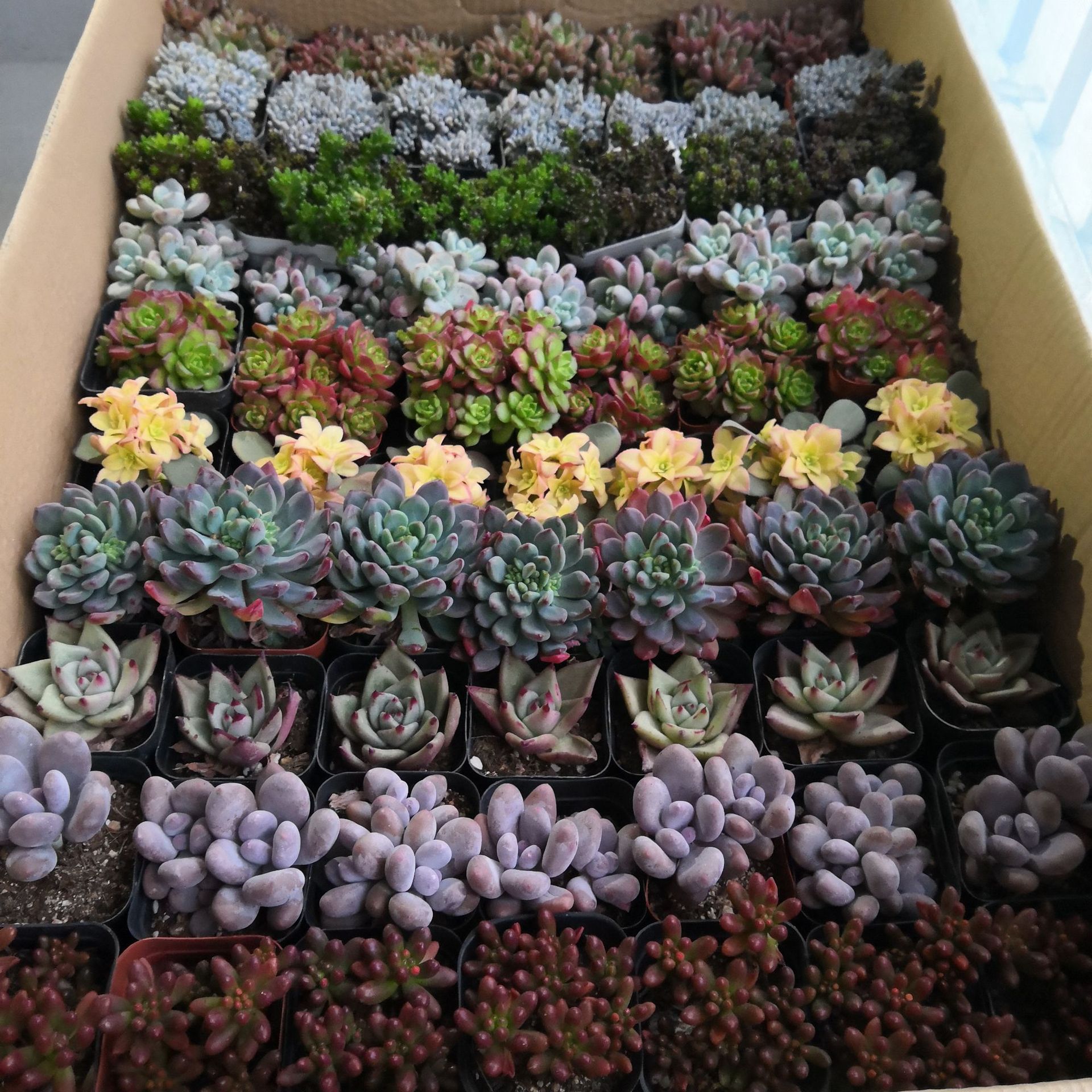 Succulent Plants Wholesale Whole Box Lcl Combination Potted Gardening Base Greenhouse Manufacturer Flower Green Plant Bonsai in Large Quantities
