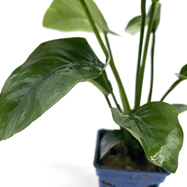 Water Banyan Mini small water Banyan small Banyan Banyan double head medium Banyan gold banyan aquatic grass live wholesale fish tank landscaping real aquatic grass