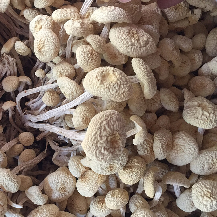 Специальный белый гриб чая, Джунчжи, Гуанчжуан, оптовая продажа, нераскрытые, гриб золотой № 6