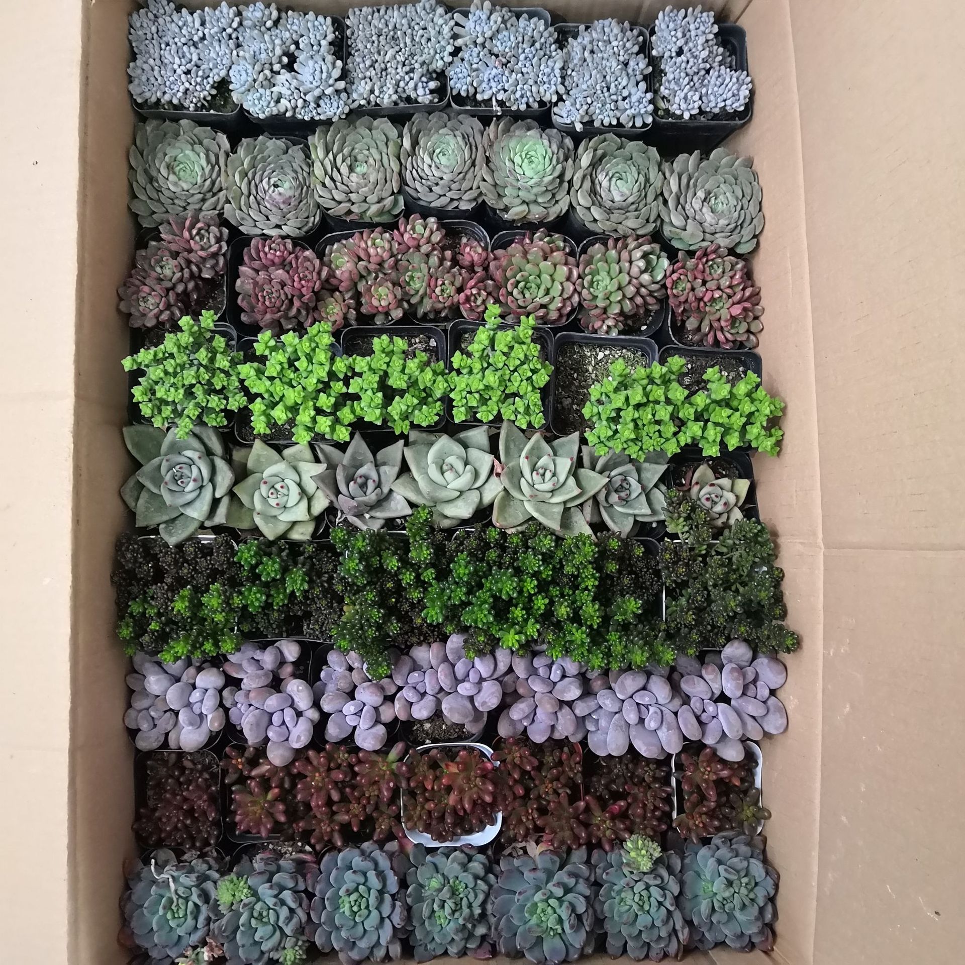 Succulent Plants Wholesale Whole Box Lcl Combination Potted Gardening Base Greenhouse Manufacturer Flower Green Plant Bonsai in Large Quantities