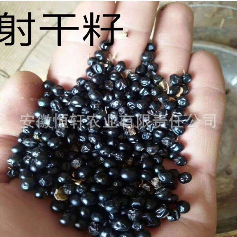 Wholesale of High-Quality and High-Yield Medicinal Plant Seedlings, Improved Seedlings with High Returns, Guaranteed Recycling of Greenery Seedlings