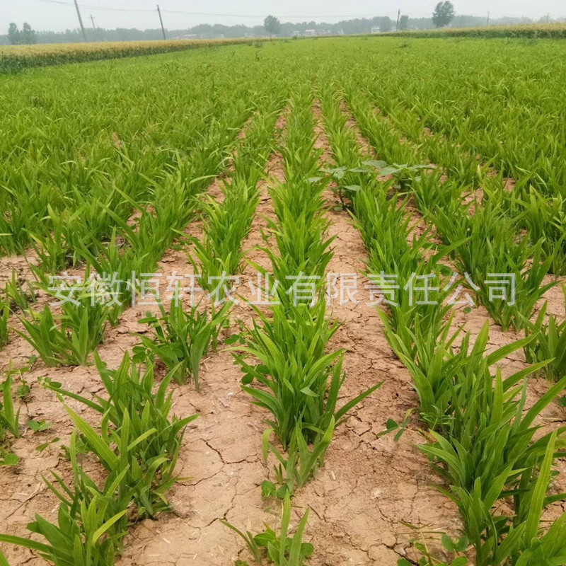Wholesale of High-Quality and High-Yield Medicinal Plant Seedlings, Improved Seedlings with High Returns, Guaranteed Recycling of Greenery Seedlings
