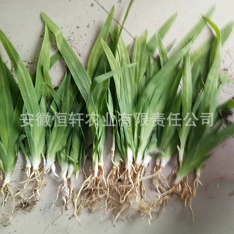Wholesale of High-Quality and High-Yield Medicinal Plant Seedlings, Improved Seedlings with High Returns, Guaranteed Recycling of Greenery Seedlings