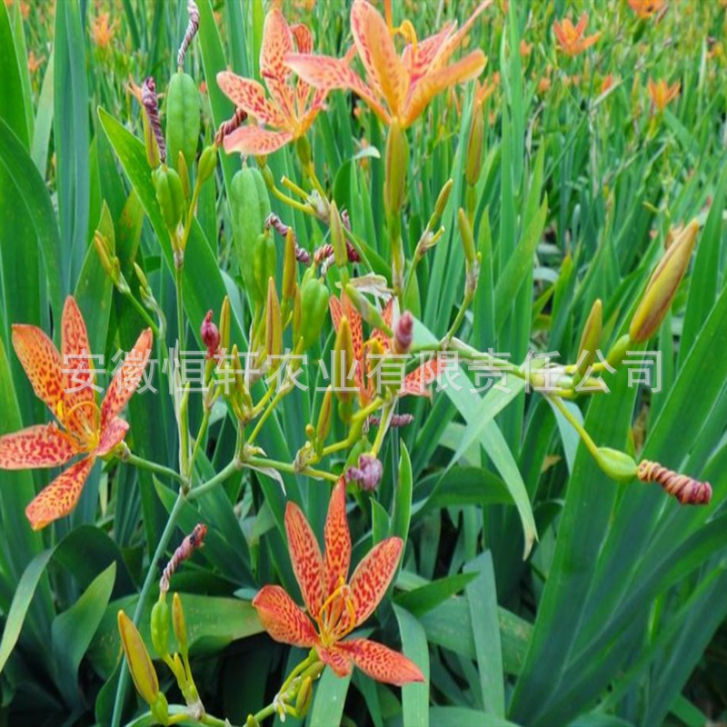 Оптовая продажа высококачественных и высокоурожайных саженцев лекарственных растений, улучшенные саженцы с высокой отдачей, гарантированный возврат зелени