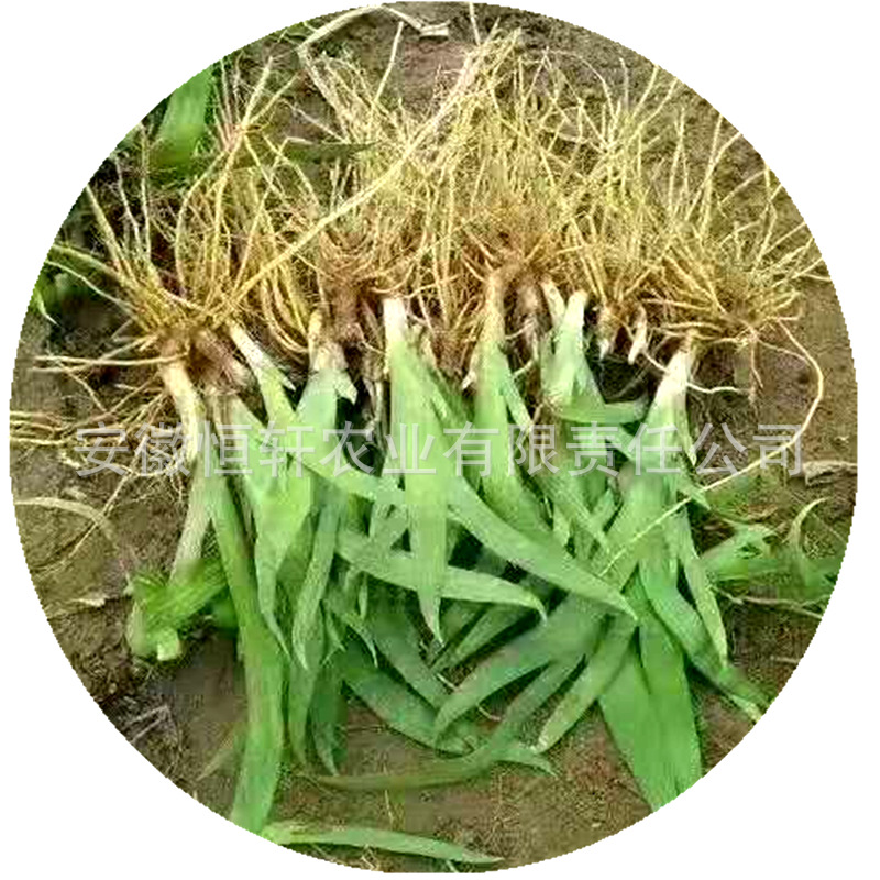 Wholesale of High-Quality and High-Yield Medicinal Plant Seedlings, Improved Seedlings with High Returns, Guaranteed Recycling of Greenery Seedlings