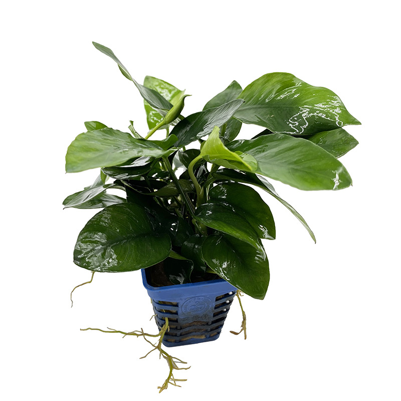 Water Banyan Mini small water Banyan small Banyan Banyan double head medium Banyan gold banyan aquatic grass live wholesale fish tank landscaping real aquatic grass