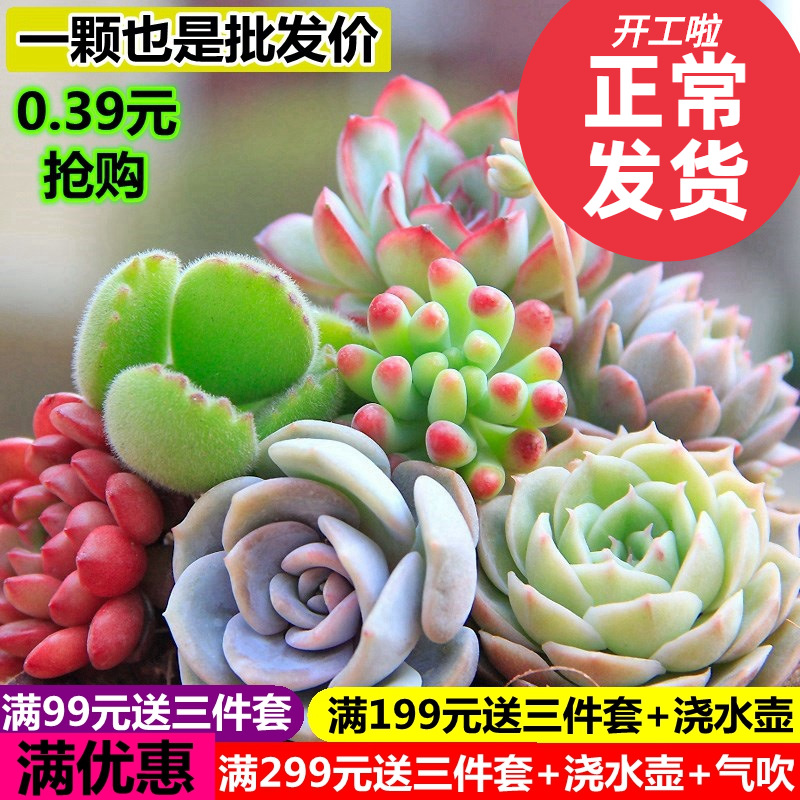 Оптовая продажа суккулентов, маленькие суккуленты, горшечные суккуленты, литопсы, нефритовая роса, самопроизводство с бесплатной доставкой