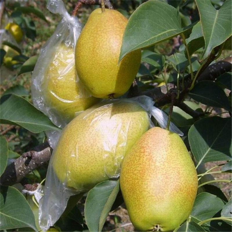 Golden Pear Saplings, Zaosu Red Pear Sapling Base Cultivation, Pear Sapling Planting and Management