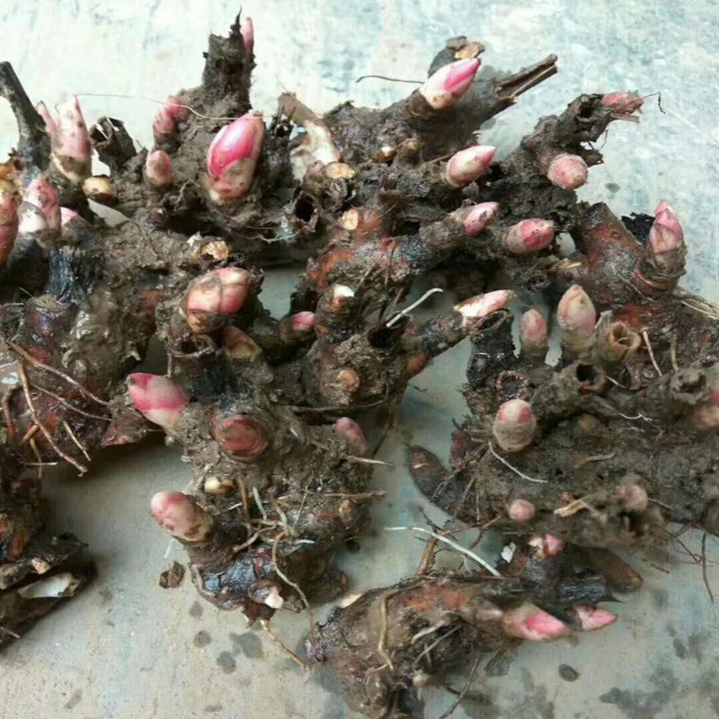 Peony Flower Seedlings, Ornamental Peony Flower Seedlings, Potted Garden, White Peony Buds, Peony Root Blocks, Medicinal Peony Seedlings