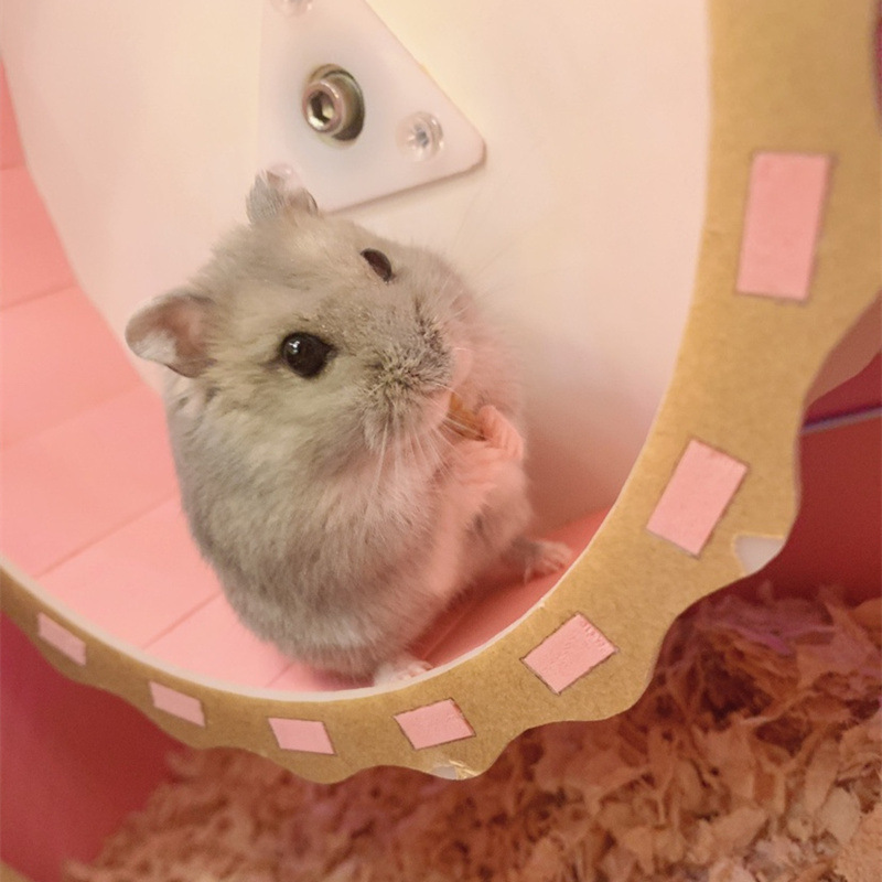 Small Hamster, Purple Hamster, Three-Striped Live Golden Hamster Pet, One Baby Hamster, Live Pair for Couples, Free Shipping