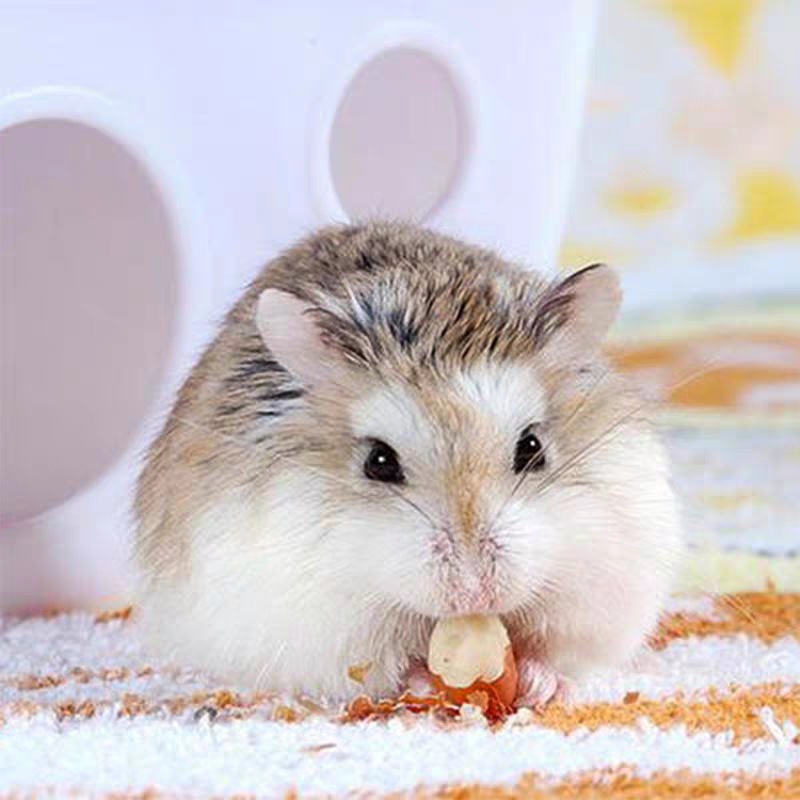 Small Hamster, Purple Hamster, Three-Striped Live Golden Hamster Pet, One Baby Hamster, Live Pair for Couples, Free Shipping