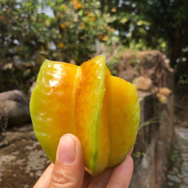 [Event] Zhangzhou Xihe Starfruit from Fujian, 2.5kg Five-Star Starfruit, Fresh Seasonal Sweet and Sour Fruit for Pregnant Women
