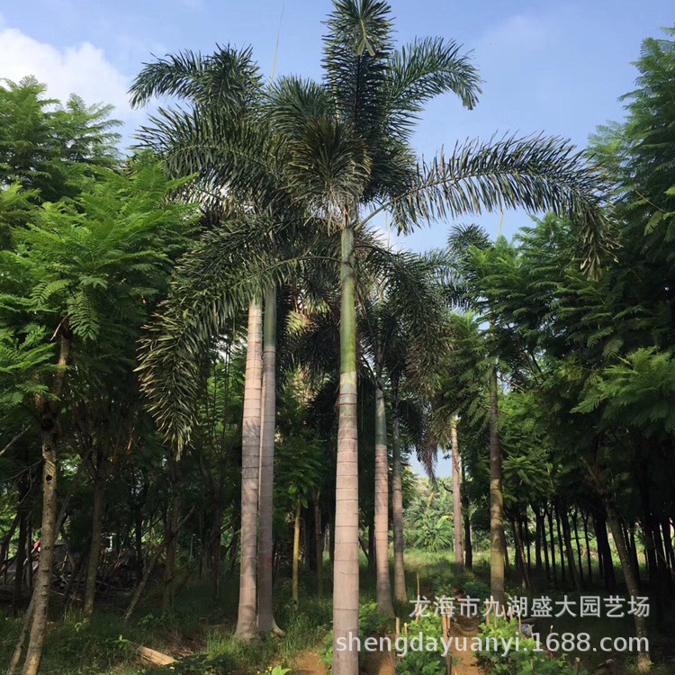 Fujian Fennel Coconut Base Zhejiang Fennel Coconut Price Northern Indoor Greenhouse Fennel Coconut Wholesale