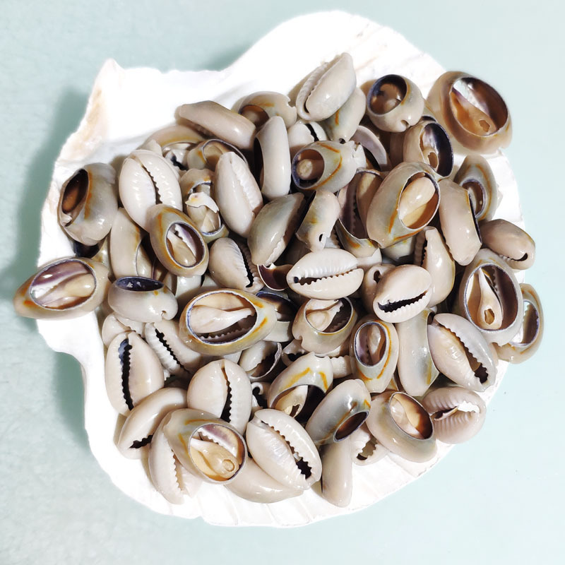 Ring Gold Snail Natural Small Shell Wholesale Conch Accessories Gold Edge Slices Clothing Decoration Natural Gray Slices