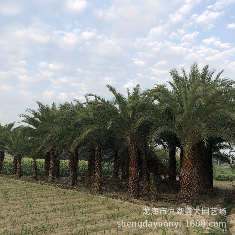 Jiangxi Pole Height 3m Middle Eastern Sea Jujube Tree Price Fujian Silver Jujube Wholesale Zhejiang Middle Eastern Sea Jujube Supply