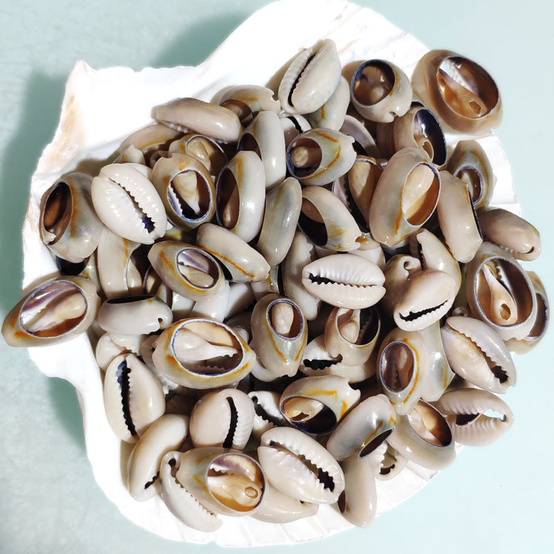 Кольцо золотая улитка натуральная маленькая раковина оптом аксессуары конхи золотые края кусочки одежда украшения натуральные серые кусочки