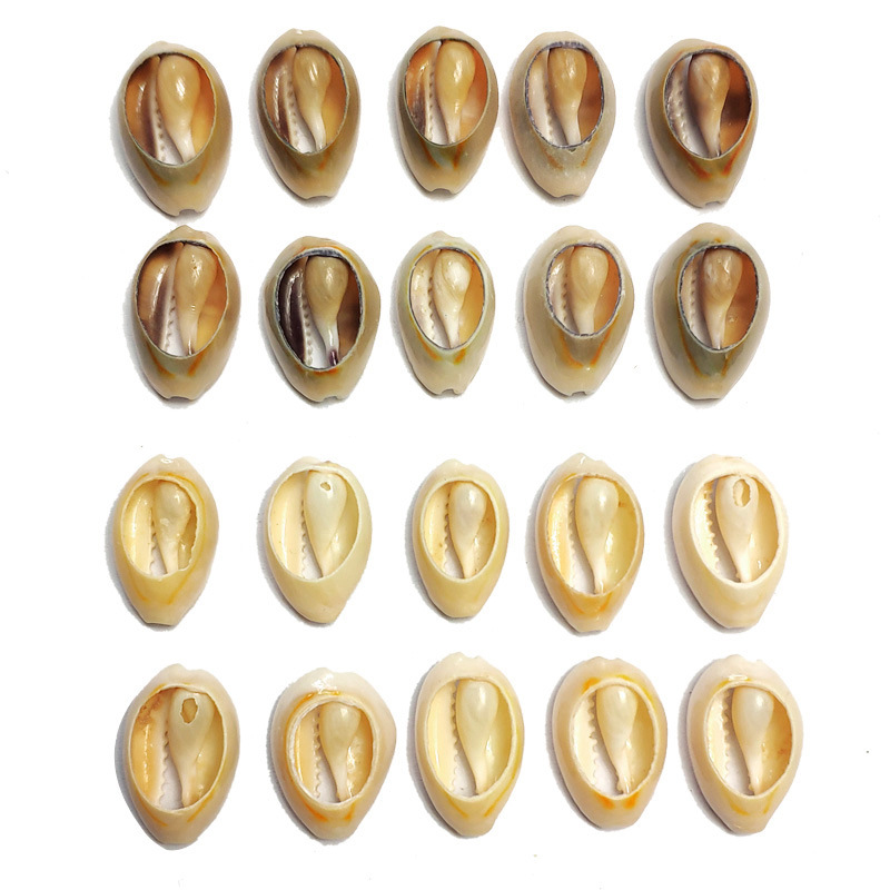 Ring Gold Snail Natural Small Shell Wholesale Conch Accessories Gold Edge Slices Clothing Decoration Natural Gray Slices