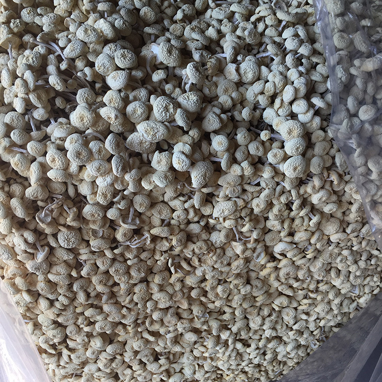 Junzhi Jiangxi Guangchang specialty white tea mushroom dry goods wholesale fresh not open umbrella No. 6 Golden Mushroom edible fungus