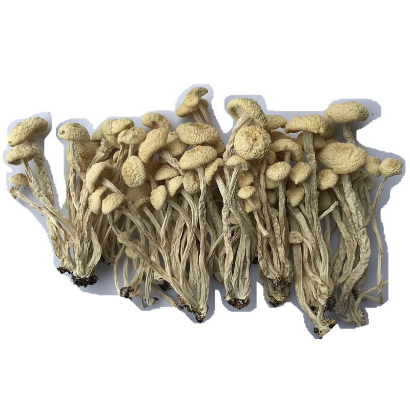 Junzhi Jiangxi Guangchang specialty white tea mushroom dry goods wholesale fresh not open umbrella No. 6 Golden Mushroom edible fungus