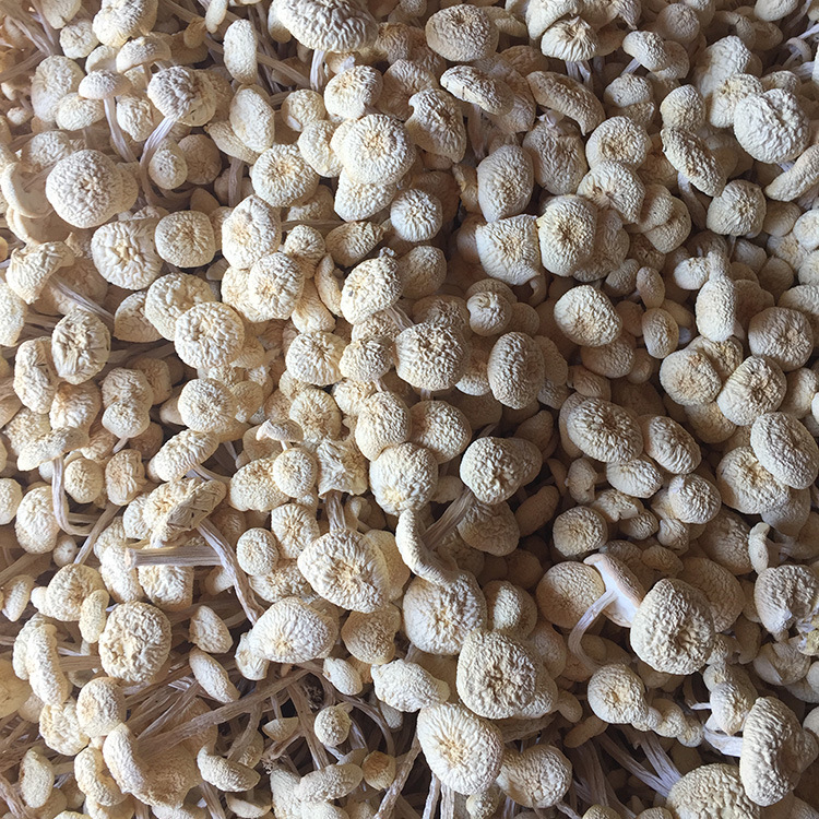 Junzhi Jiangxi Guangchang specialty white tea mushroom dry goods wholesale fresh not open umbrella No. 6 Golden Mushroom edible fungus