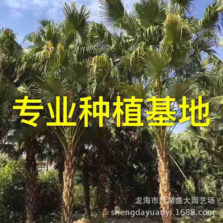 Оптовая база Пу Куэй Фуцзянь, цена дерева Пу Куэй Цзянси, предложение Пу Куэй провинция Чжэцзян