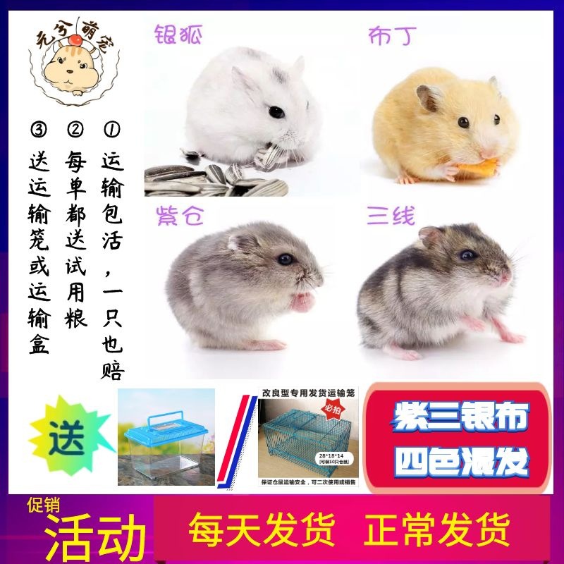 Оптовая продажа живых искусственно выведенных хомяков, смешанных с серебряными лисами, хомяками-пудингами и трехполосными фиолетовыми хомяками, мелкие домашние животные, гарантированная живая доставка