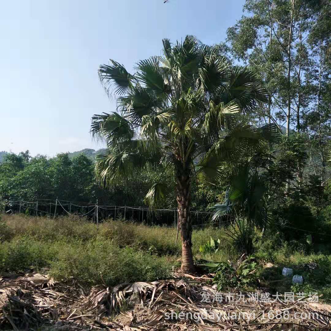 Fujian Pu Kui Base Wholesale Jiangxi Pu Kui Price Pu Kui Tree Quote Zhejiang Pu Kui Supply