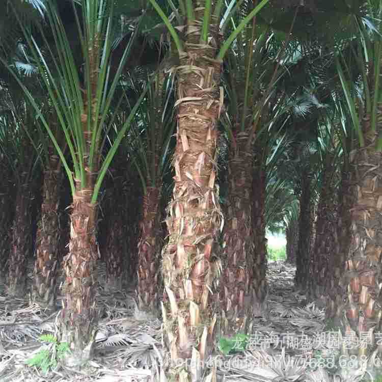 Fujian Pu Kui Base Wholesale Jiangxi Pu Kui Price Pu Kui Tree Quote Zhejiang Pu Kui Supply