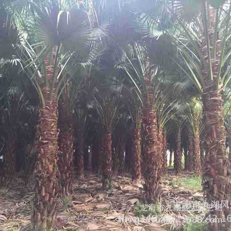 Fujian Pu Kui Base Wholesale Jiangxi Pu Kui Price Pu Kui Tree Quote Zhejiang Pu Kui Supply