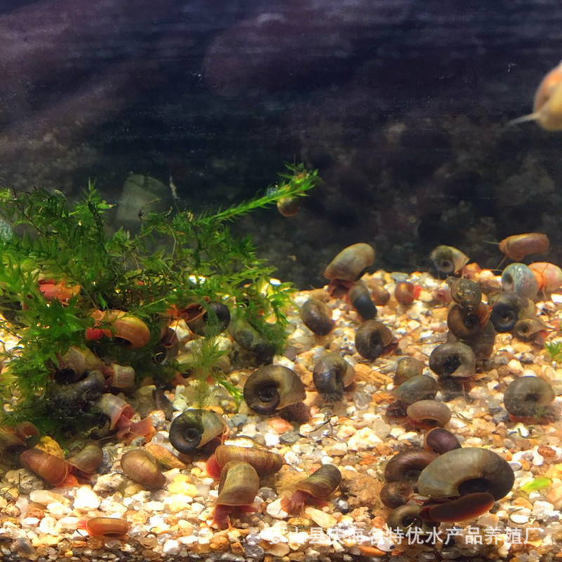 Apple Snail Live Wholesale Pet Snail Ornamental Snail Feed Snail Red Black Black Blue 10 Get 1 Free
