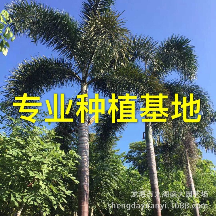 Цена кокосов лиса провинции Фуцзянь, поставка кокосов лиса провинции Гуандун, предложение кокосов лиса провинции Чжэцзян, оптовая продажа кокосов лиса