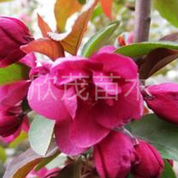 Wholesale Begonia Saplings, West Fu Begonia, North American Begonia, Silk Begonia, Potted Bonsai, Courtyard Tree Begonia Saplings