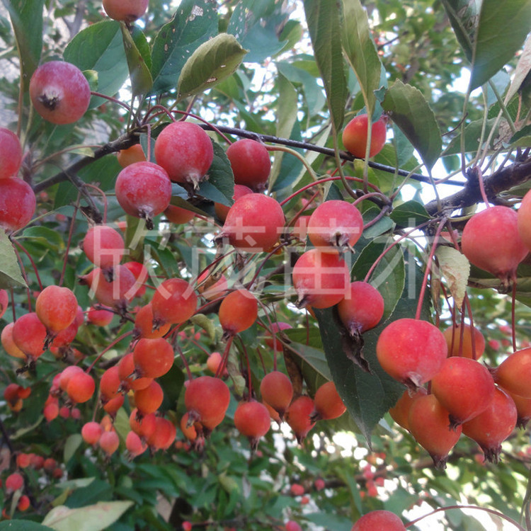 Wholesale Begonia Saplings, West Fu Begonia, North American Begonia, Silk Begonia, Potted Bonsai, Courtyard Tree Begonia Saplings