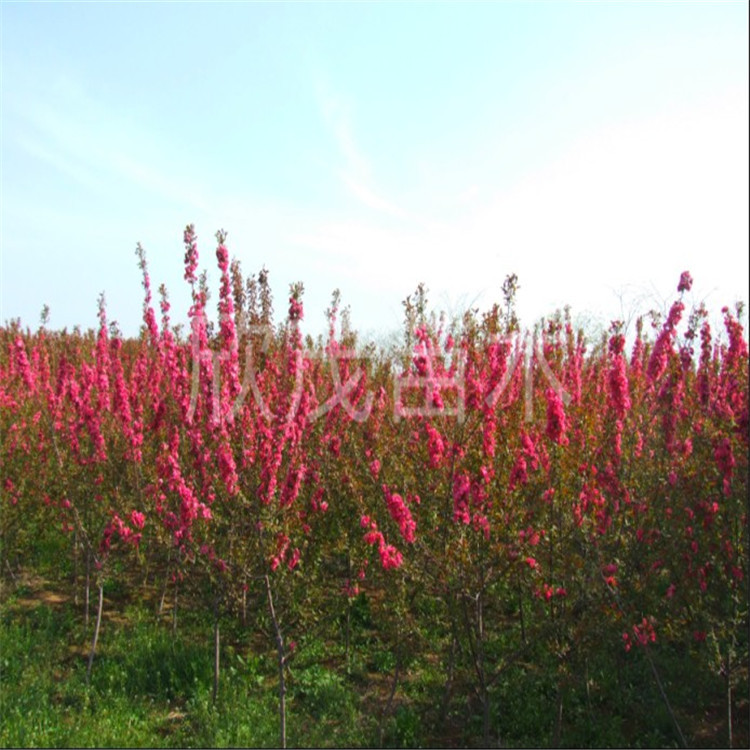 Wholesale Begonia Saplings, West Fu Begonia, North American Begonia, Silk Begonia, Potted Bonsai, Courtyard Tree Begonia Saplings