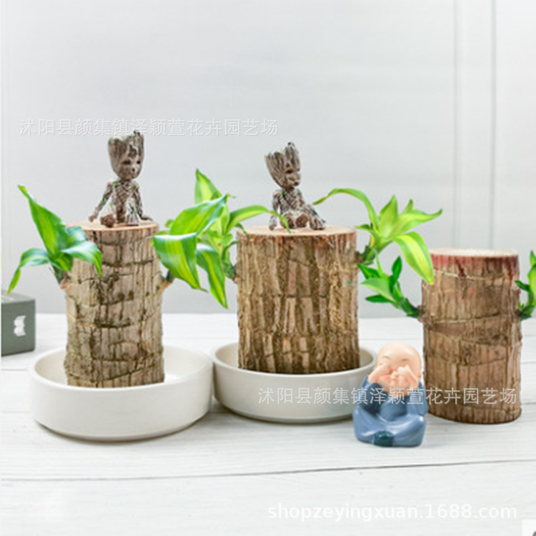Brazilian Wood Hydroponic Potted Plants Indoor Lucky Wood Potted Water-Cultured Office Desk Green Plants Groot Discount