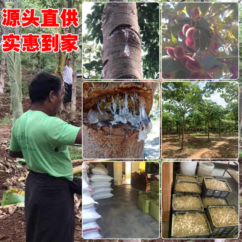 Brushed Snow Swallow Directly Supply Thorns Apple Po Tree Secretion Glue 500g Plant Collagen Distribution and Handmade