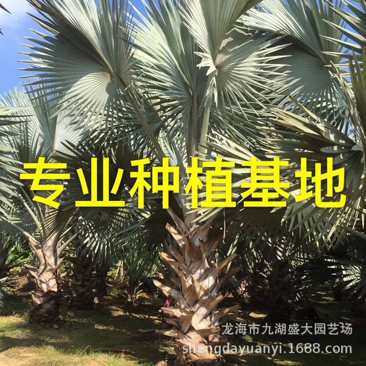 Фуцзянь Баванг коричневый оптовая продажа, предложение по Баванг коричневому из Цзянси, цена на Баванг коричневый из Чжэцзяна, гарантия качества