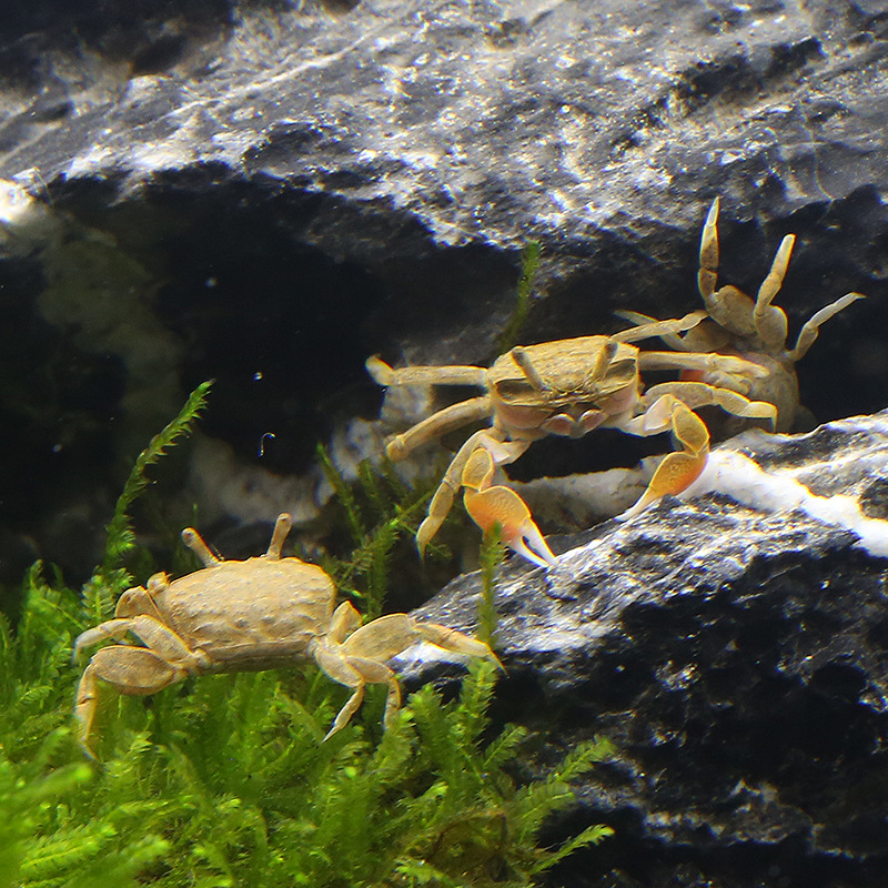 Pet Crab Living Mini Ornamental Crab Living Mini Crab Pepper Crab Deepwater Crab Eating Planchia Can be Mixed with Fish and Shrimp